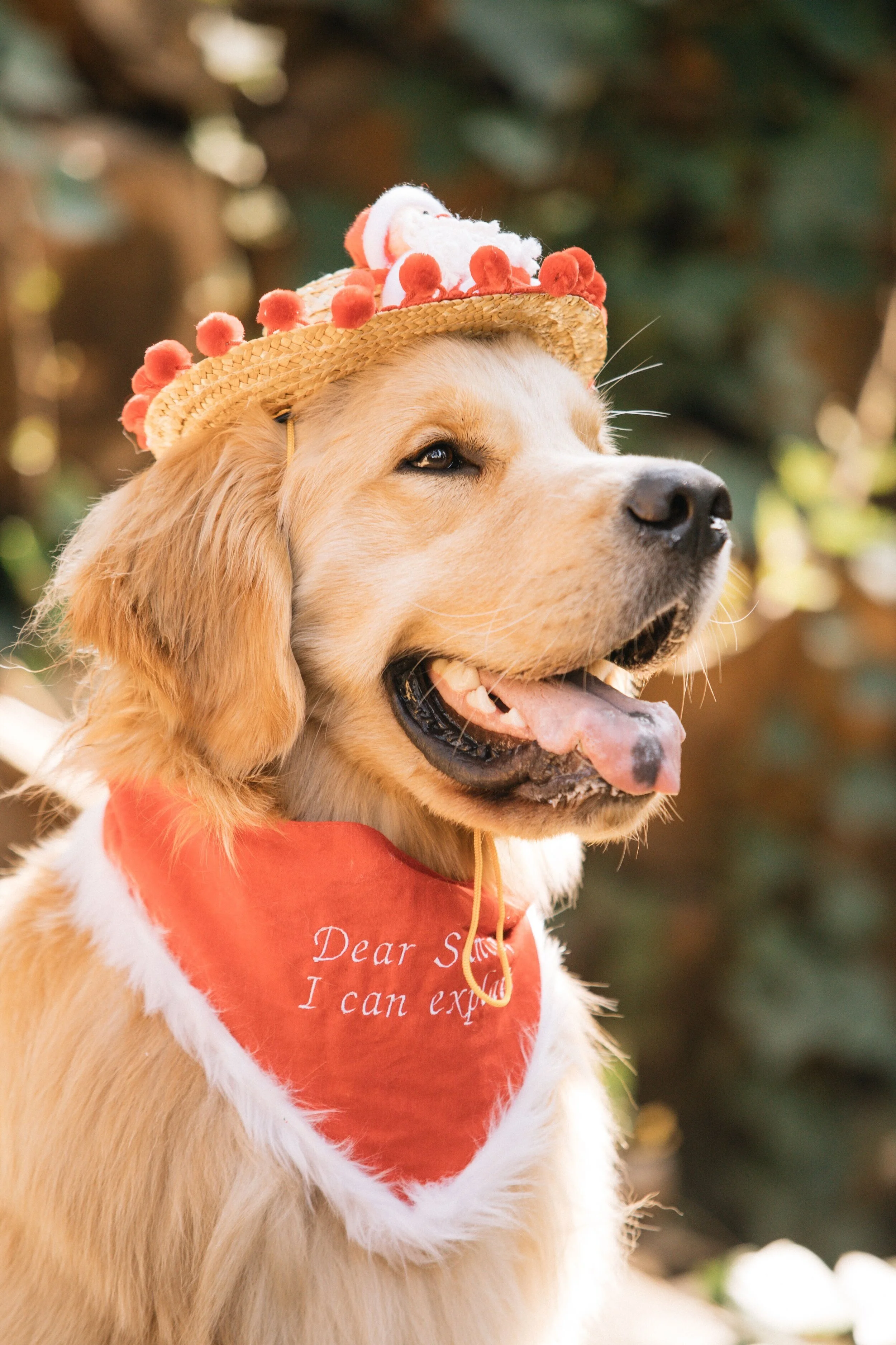 Dear Santa Dog Bandana Collar Me Crazee